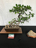 Ficus